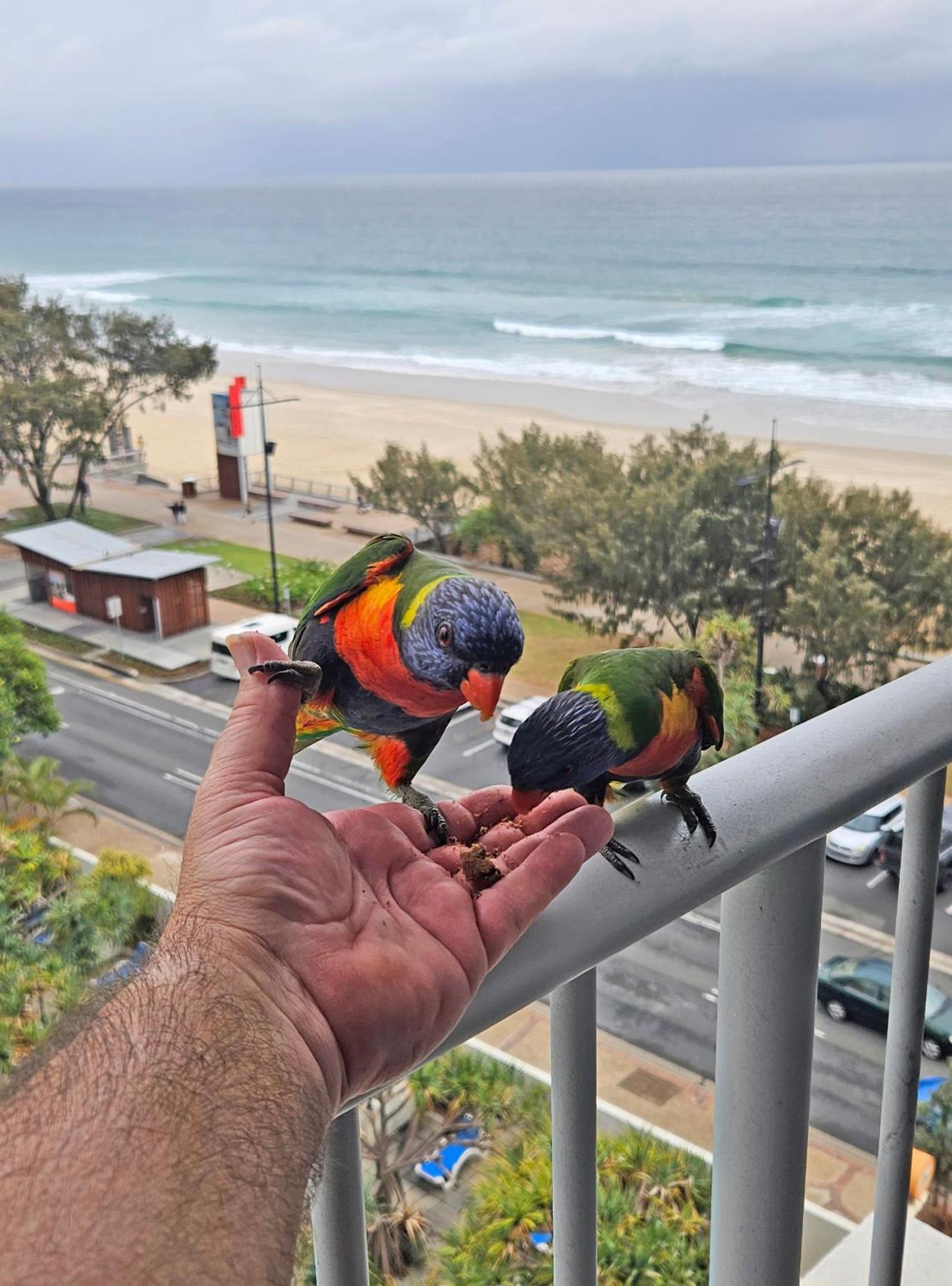 Beachfront Studio Gold Coast Dış mekan fotoğraf